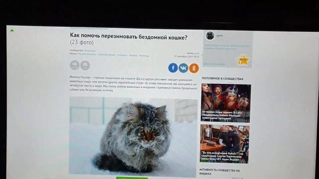 Кормите котов, открывайте подвалы! {\__/} смотреть онлайн