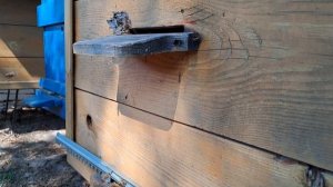 работа пчелы без матки