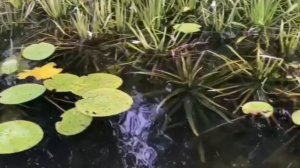 Gan 13 Бабушка и рыбалка