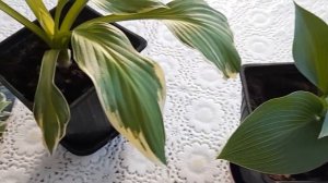 #hosta #CanadianBlue #хоста / Хоста Канадская Голубая. Додерживаем до весенней высадки в грунт