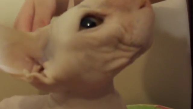 Сфинкс брошенный подобрали. the Sphinx kicked out of the house