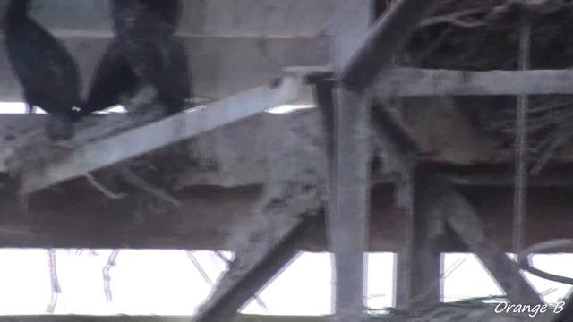 Ловля судака.Открытие рыболовного сезона после нерестового запрета.