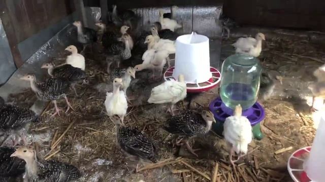 Продаю индюков. Енотаевка