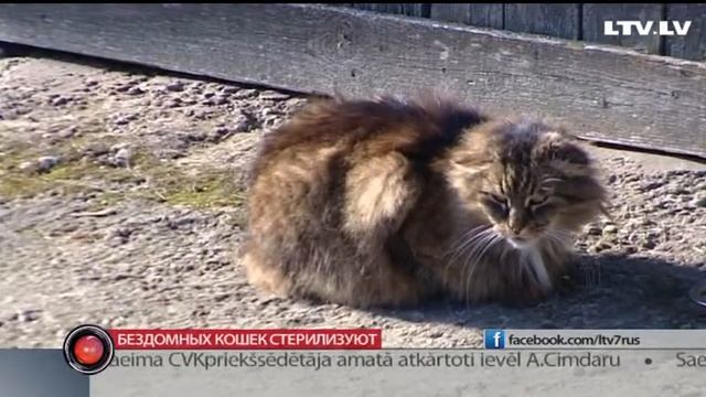 Бездомных кошек стерилизуют