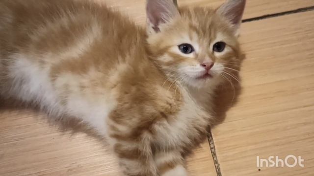 Почему я его так люблю? Любимец мой дорогой #кошки#дом#любовь смотреть онлайн