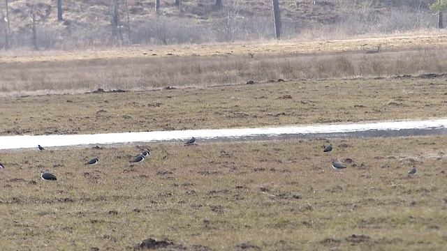 Чибисы прилетели.