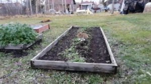 Заяц в Огороде