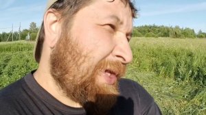 Нева или Агат, быстрое окучивание картошки