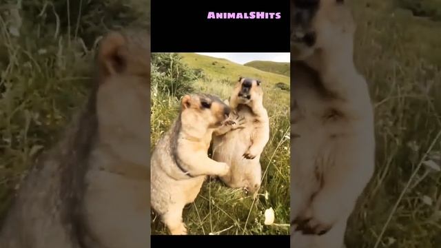 Когда твоя девушка увидела, что ты жрешь без нее ?? #funnyanimals #funnyvideo #funnyjokes #jokes