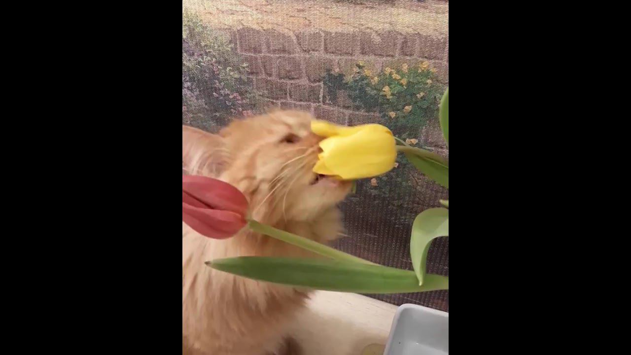 Кот и тюльпаны смотреть онлайн