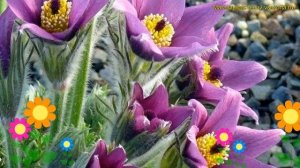 Прострел обыкновенный Велвет Бэллс. Краткий обзор, описание pulsatilla vulgaris Velvet Bells