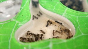 Ленивые Муравьи! Что если покрасить муравьев и проследить за ними? Разноцветные муравьи.