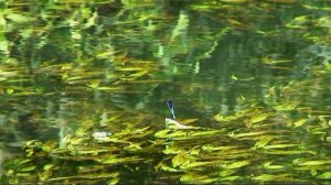 G.E.N.E. Dep Blue Dancing.Лето.Река Мокрая Табола.