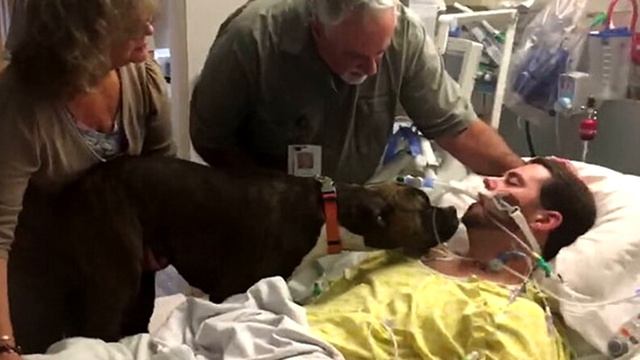 Собаку привели попрощаться с хозяином. То, что сделал пёс  - шокирует! смотреть онлайн