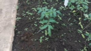 Защита Рассады от Заморозков номер Один! Когда заморозок Сегодня! Советы  старины глубокой!