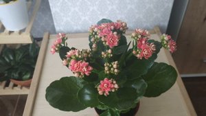 Каланхоэ цветущее (Блоссфельда). Как заставить цвести/Особенности ухода. Пересадка перевалкой.