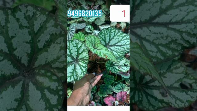 Rex Begonia for sale 1