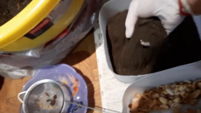 Посев семян цветной капусты на рассаду 07.03.22г. смотреть онлайн