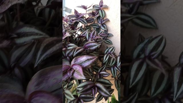 Зебрина - лучшее ампельное растение для балконов и террасы