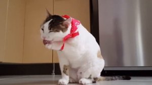 Что делать если кошка получила Тепловой удар или перегрелась?