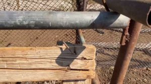 Откорм бычков . Ставим вакцину от ящура