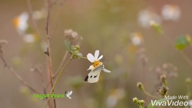Я касаюсь тебя душой Красивые стихи о любви