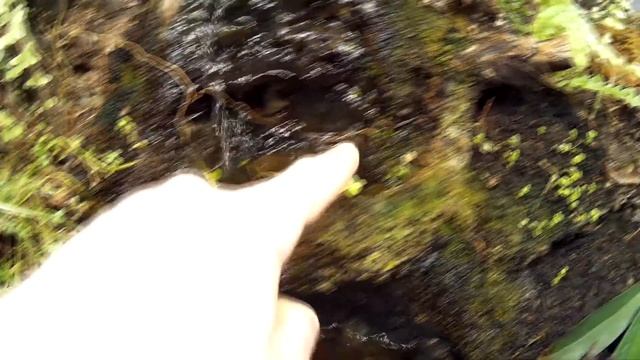 #84 Палюдариум через год. 435 л. Paludarium update after year. 435 l смотреть онлайн