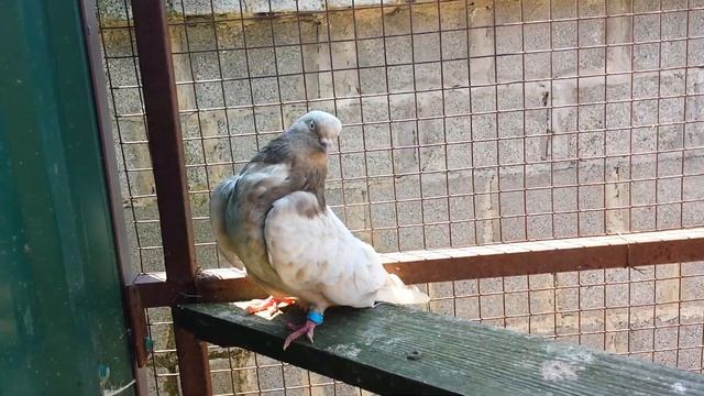 Питомник Кировоградских голубей. Коверкотовые, Сиреневые бокие. Станица Отрадная. Краснодарский кра смотреть онлайн