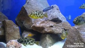 Малавийские цихлиды аквариум 500 литров