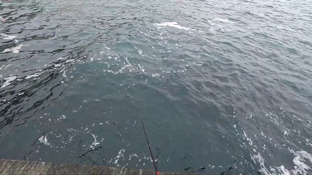 ТАМОЖНЯ ОТОБРАЛА РЫБУ ! Морская Рыбалка в Декабре . Ищем Саргана смотреть онлайн