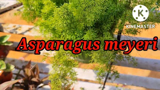 Top12 Hanging plant | permanent  hanging basket plants |