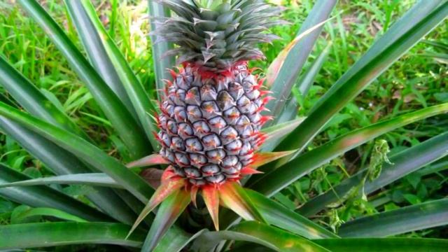 АНАНАС ПОЛЬЗА И ВРЕД смотреть онлайн