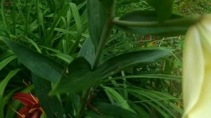 Лилия Манисса ОТ ГИБРИД