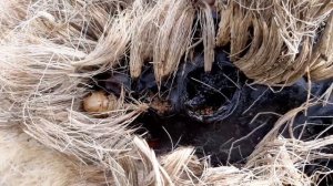 Олень / Личинки мухи / Гниение. 18+