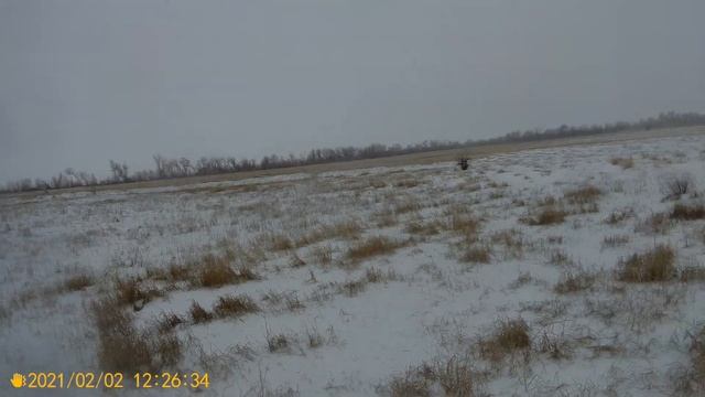 Закрытие охоты на зайца. 02.02.2021. смотреть онлайн