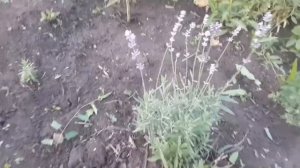 Успешное выращивание лаванды в Средней Полосе #Лаванда в #Башкирии. Что делать зимой?