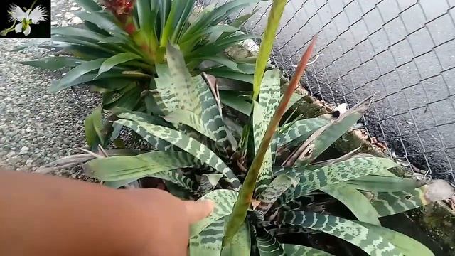 LA BROMELIA VRIESIA SPLENDENS CUIDADOS BASICOS, Mi diario de Jardin смотреть онлайн