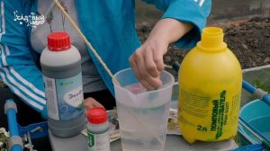 Кремний для растений: зачем он им нужен? Силиплант - кремний  в доступной форме