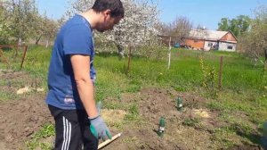 Как правильно посадить виноград весной