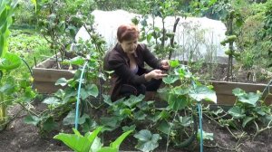 Китайские ОГУРЦЫ - наилучшие!