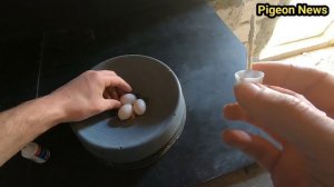 Спасение голубиных Яиц и многое Другое