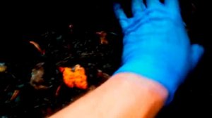 ПАН45. Биогумус производство Черви для биогумуса.