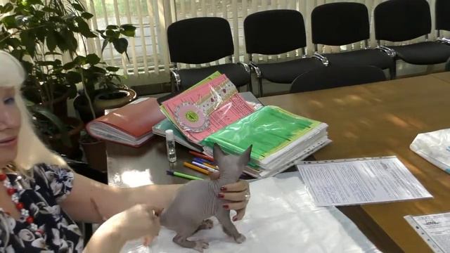 Презентация питомника канадских сфинксов КЛЕОПАТРА КЕТС смотреть онлайн