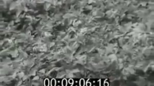 Документальный фильм (СССР) - Конопля.