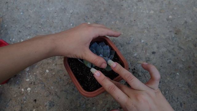 Replantando echeveria shaviana смотреть онлайн
