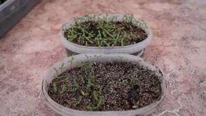 Как посеять и вырастить бархатцы,бархотку из семян-всходы.