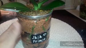 64. ОРХИДЕИ ? в СЕРАМИСЕ ♥ Обзор моих посадок....