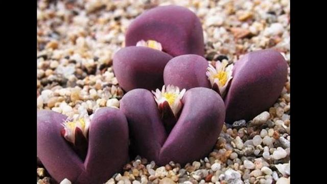 Литопсы - живые камни смотреть онлайн