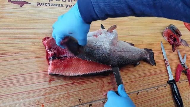 Как разделать непотрошеную форель под засолку?