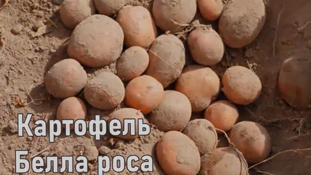 Картофель Характеристика